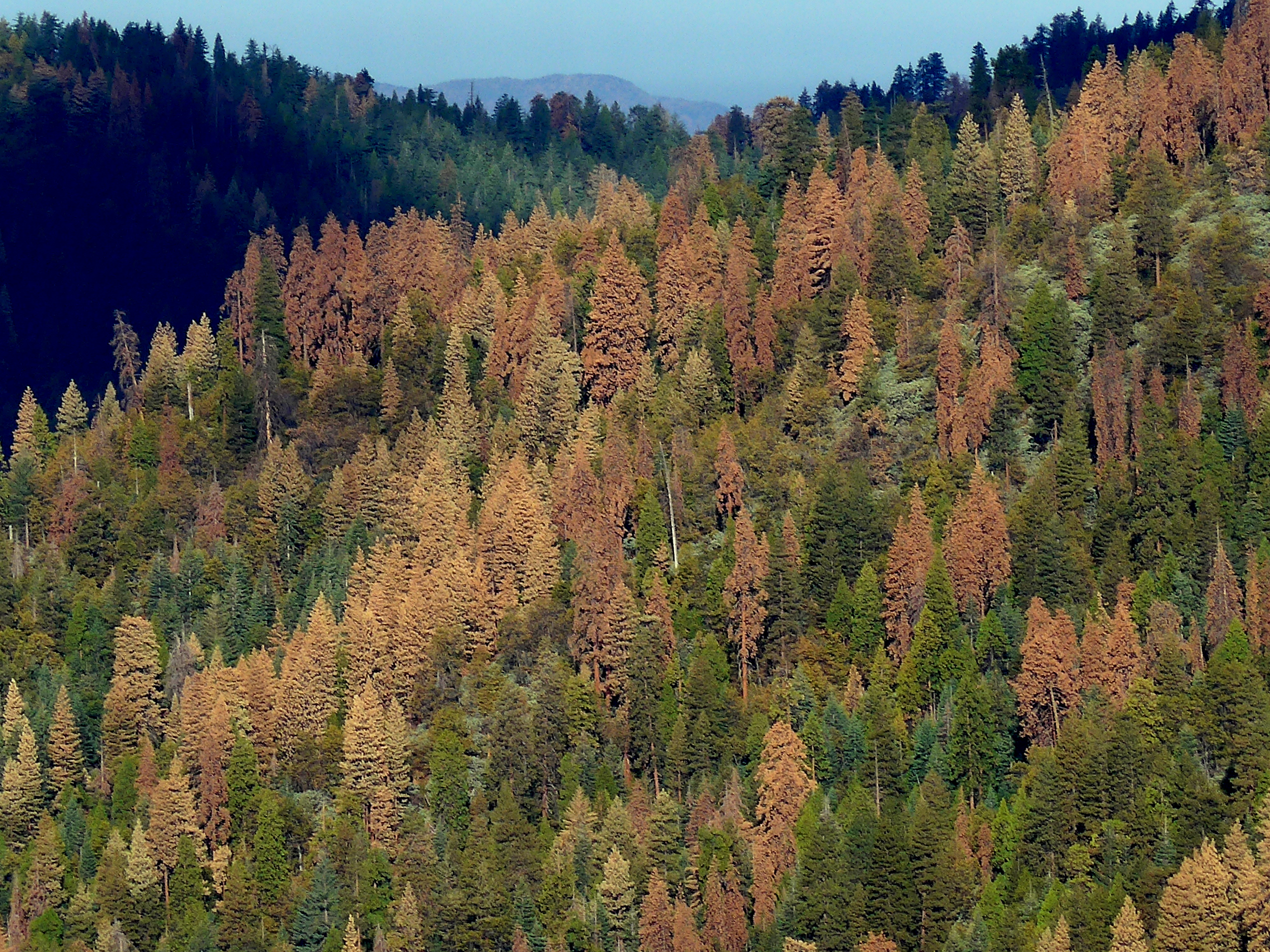 Trees after Draught (c)Nathan_Stephenson_USGS.jpg Trees after Draught (c)Nathan_Stephenson_USGS.jpg