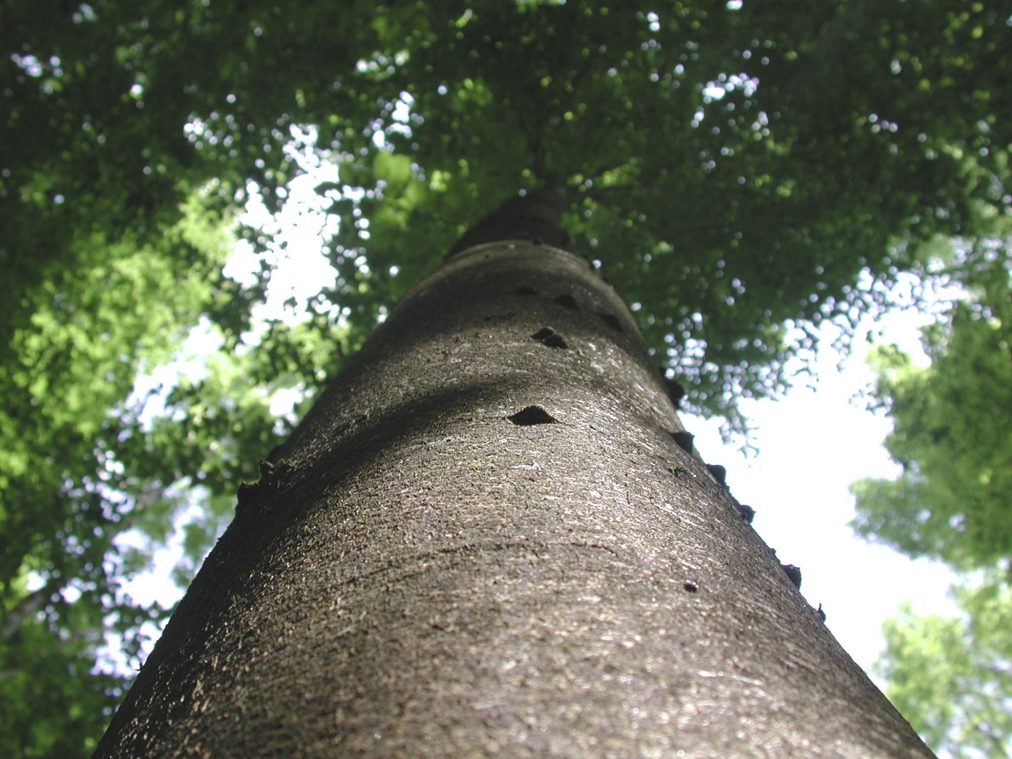Wood